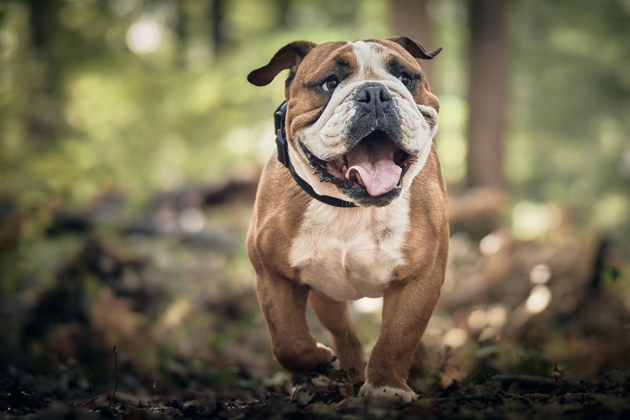 How to Teach Your Dog to Crawl